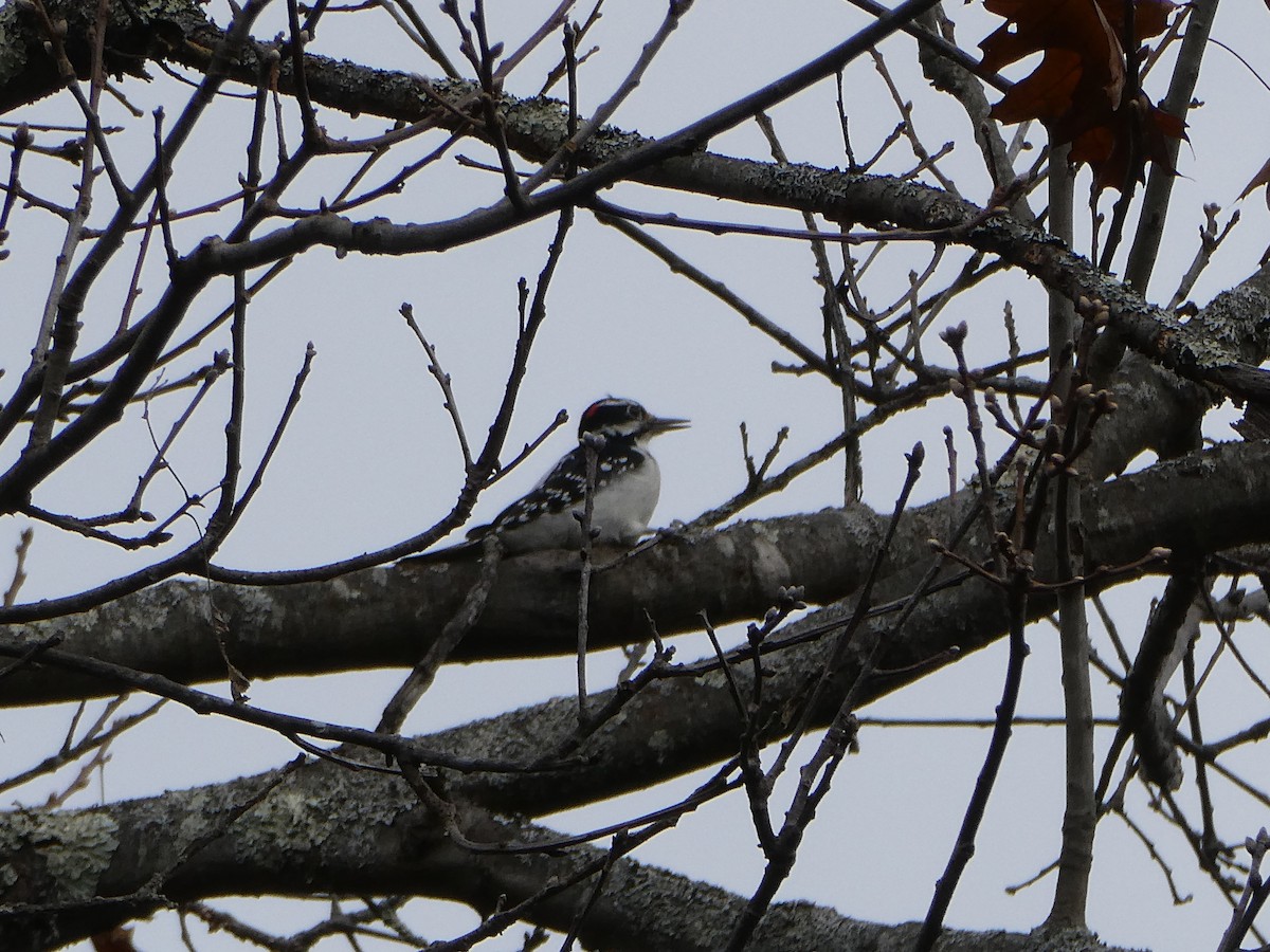 セジロアカゲラ（villosus グループ） - ML645266888