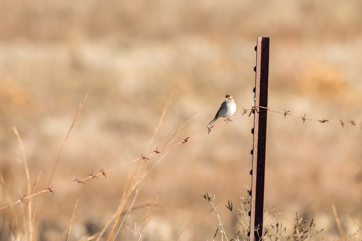 Chipping Sparrow - ML645266889