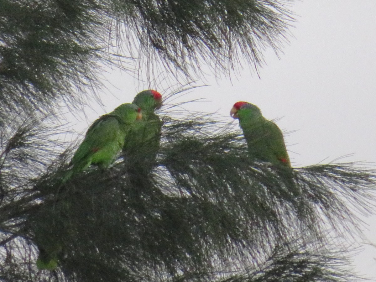Amazona Guayabera - ML645266890