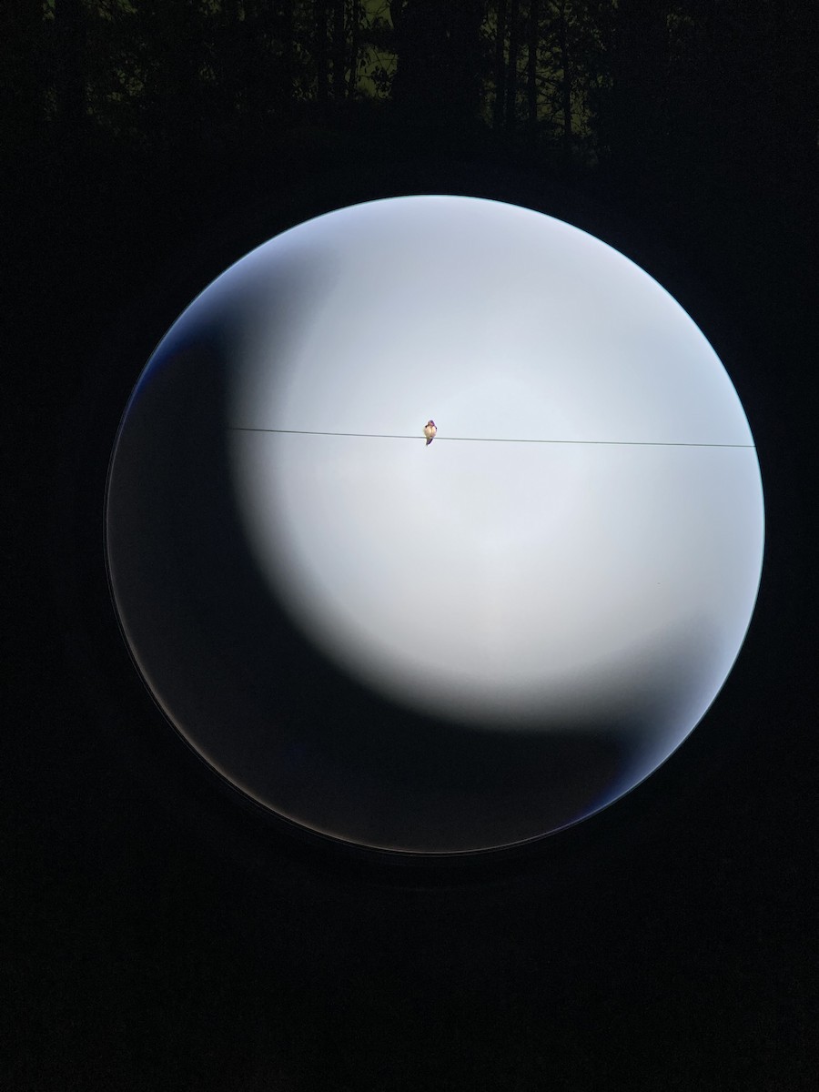 Barn Swallow - ML645266894