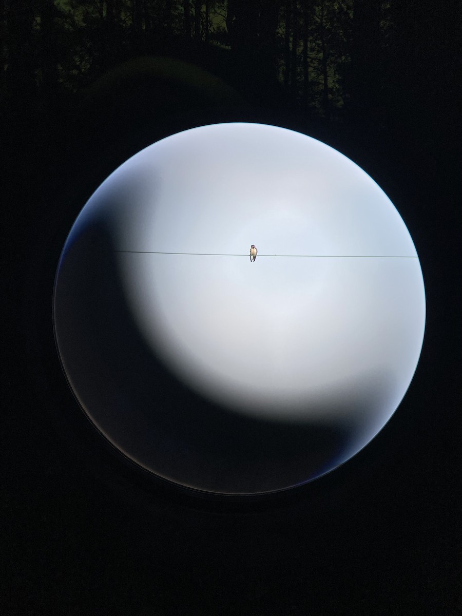 Barn Swallow - ML645266895