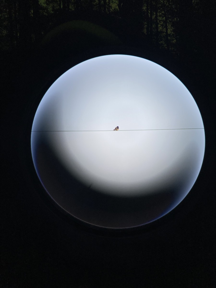 Barn Swallow - ML645266896