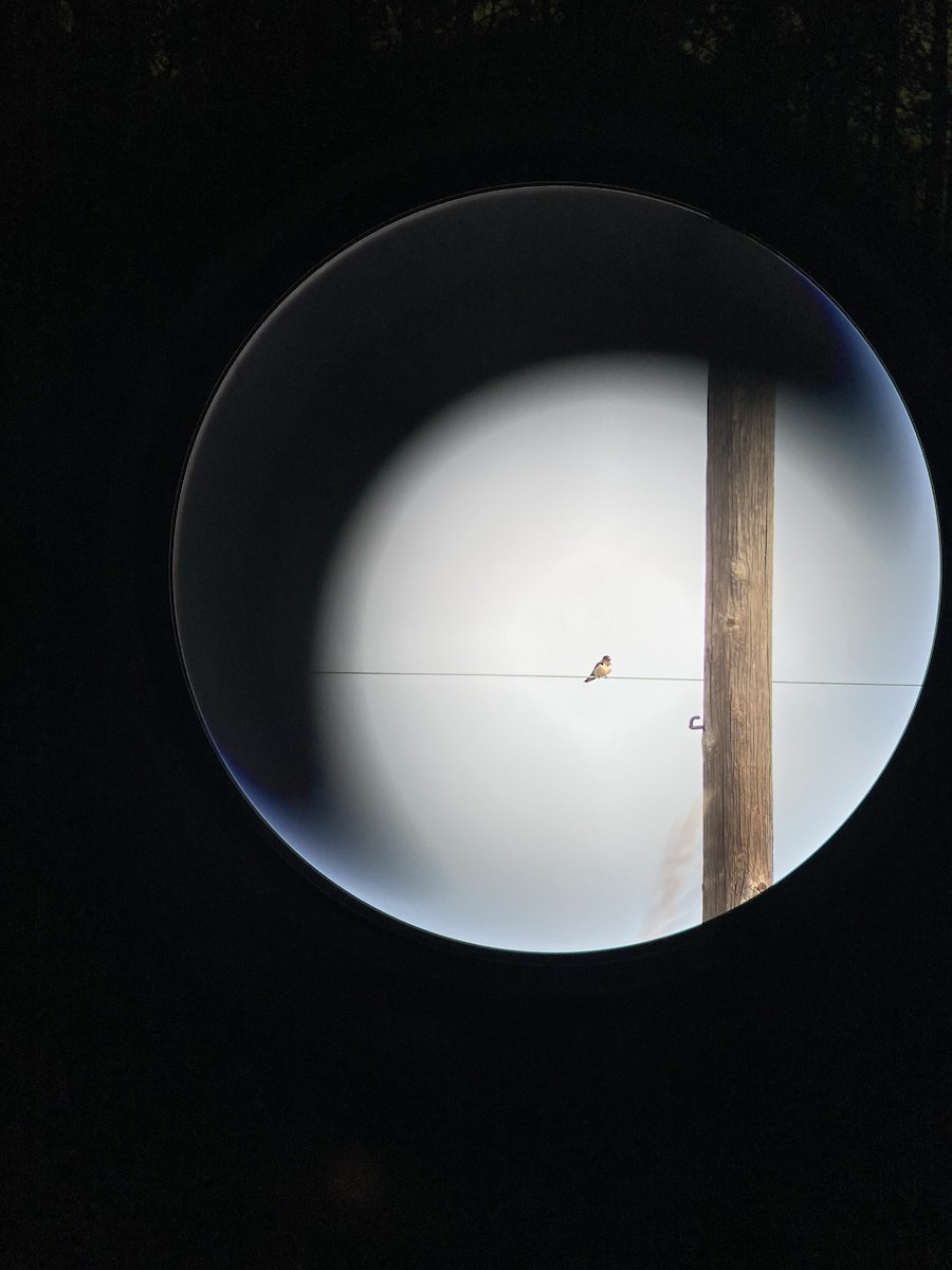 Barn Swallow - ML645266897