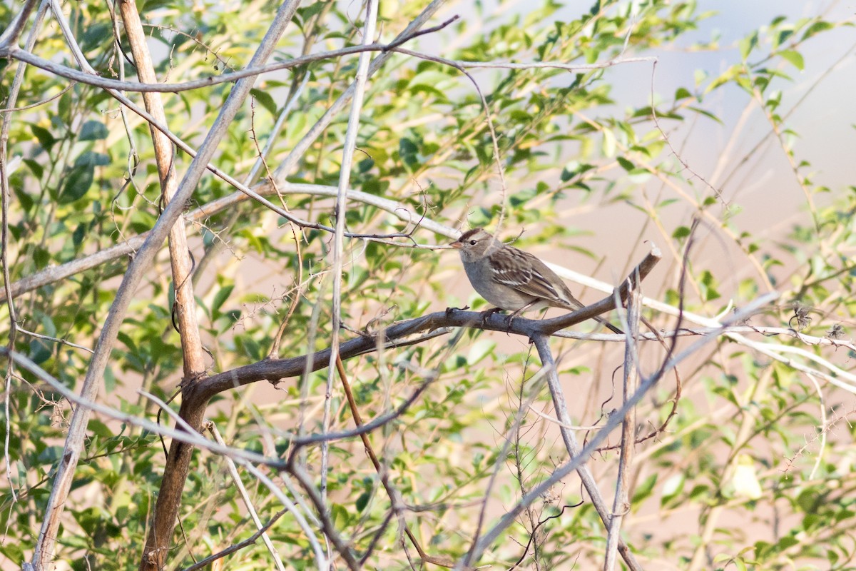 White-crowned Sparrow - ML645266903