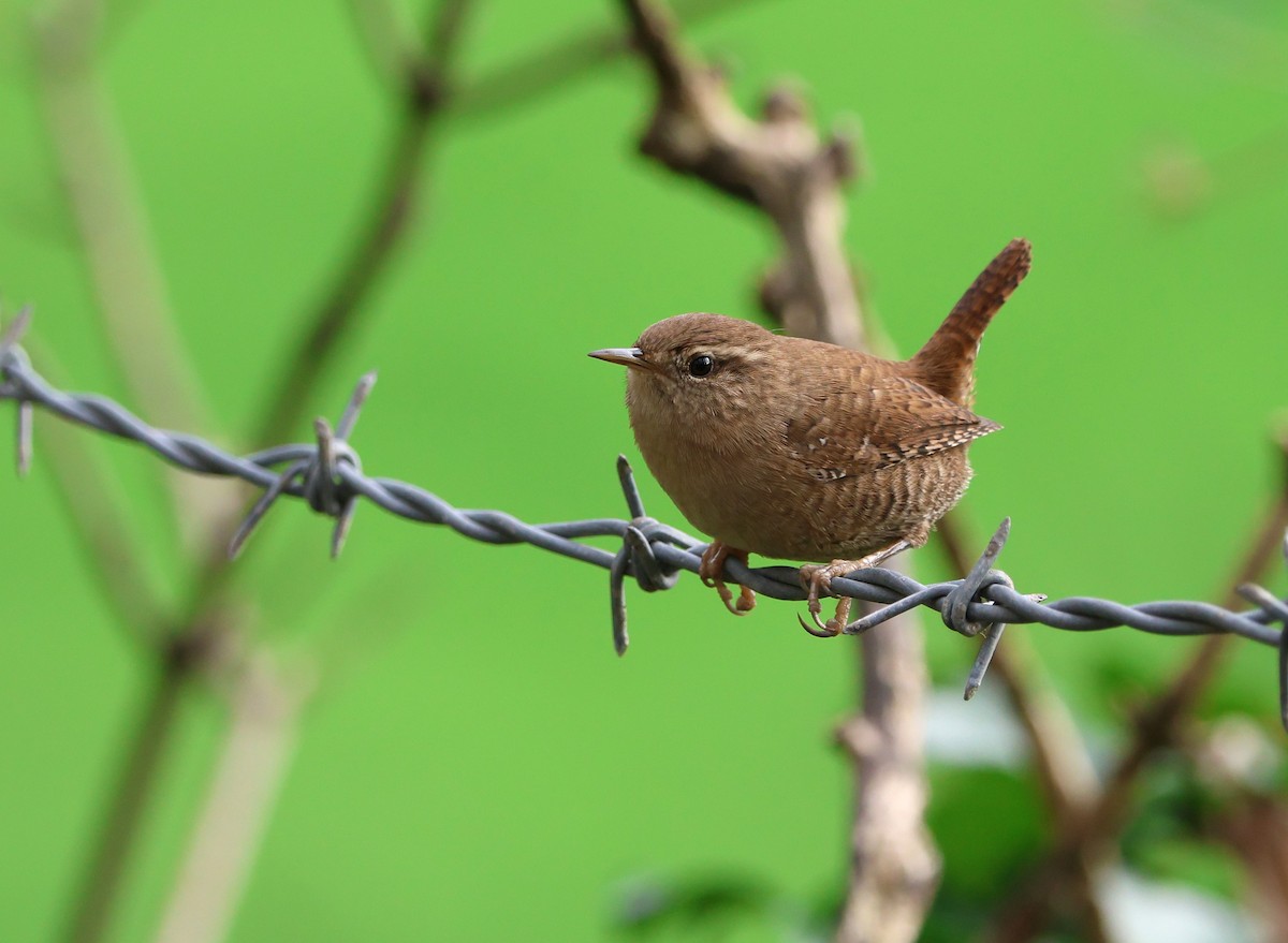 Eurasian Wren - ML645266913