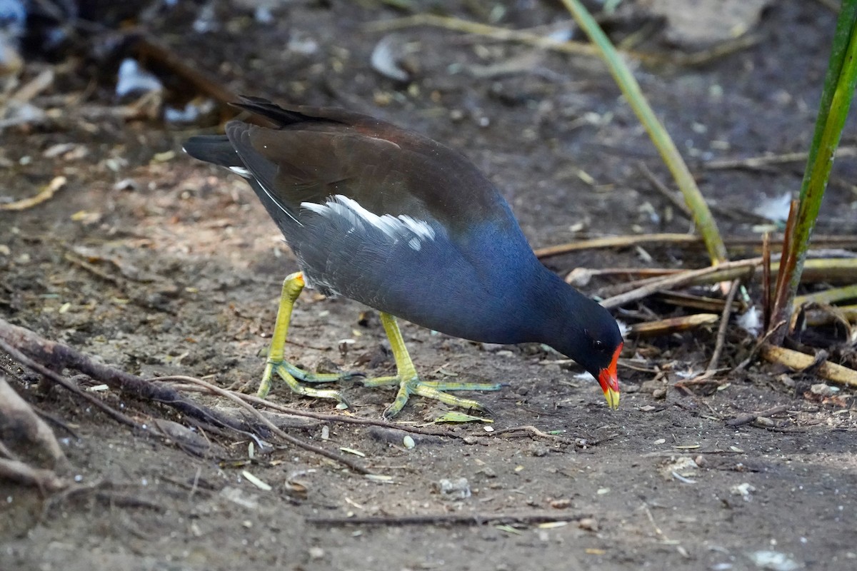 Common Gallinule - ML645266917