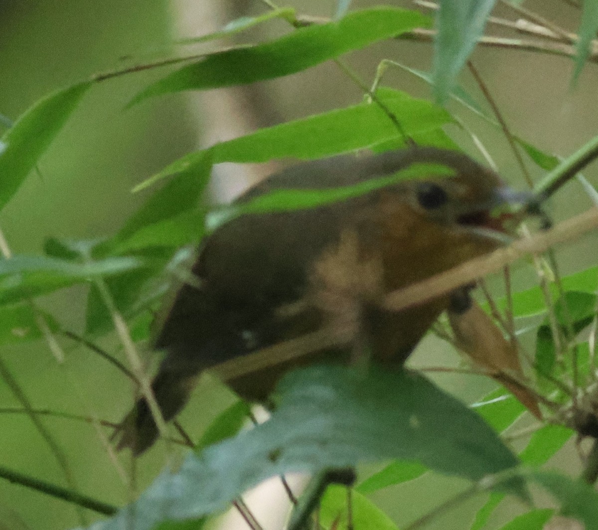 Grisin sombre - ML645266924