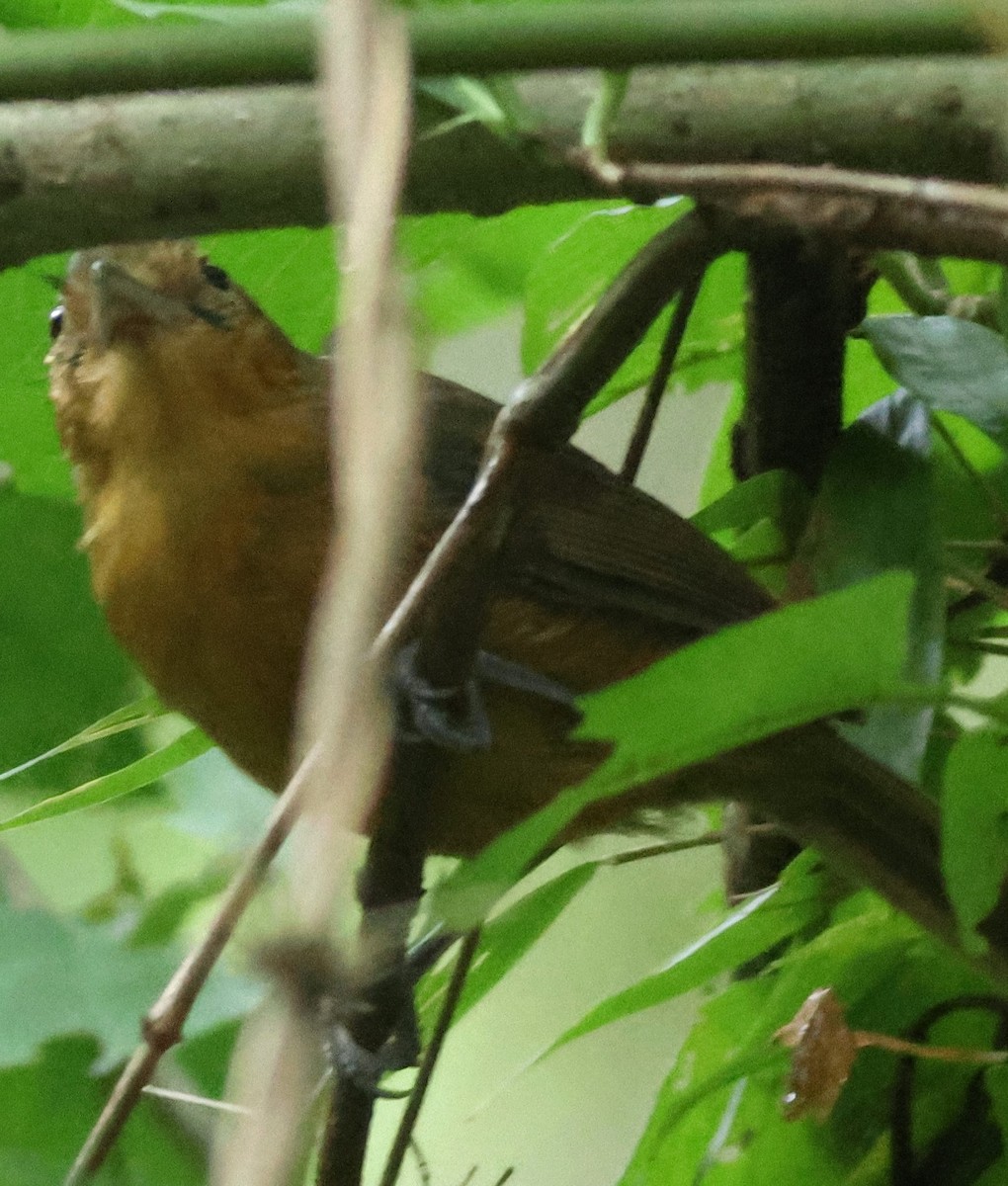 Grisin sombre - ML645266925