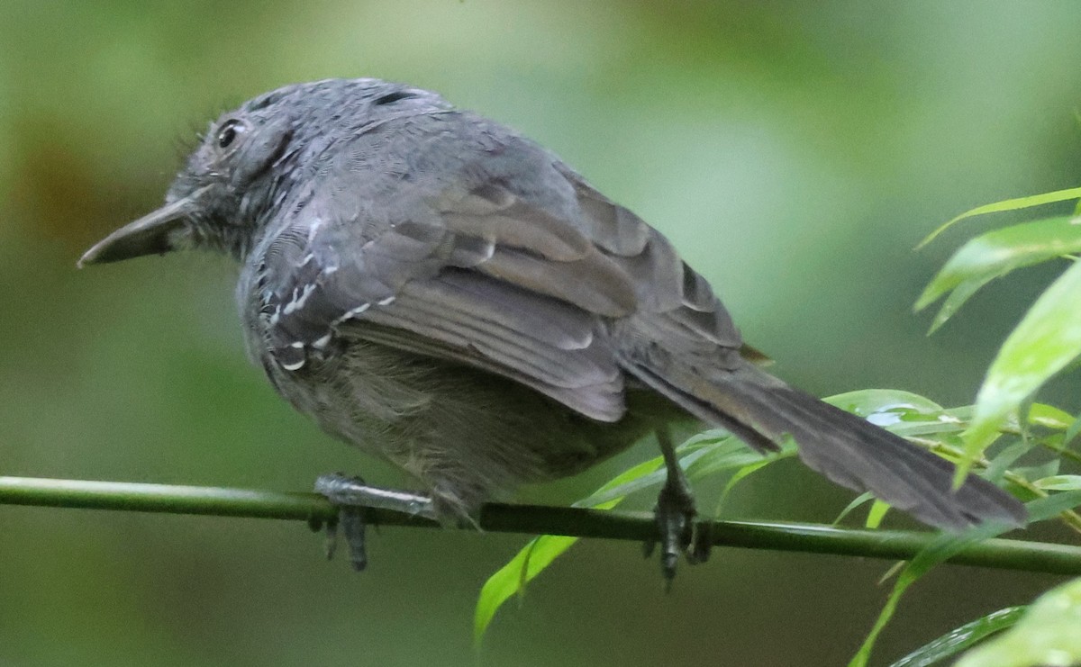 Grisin sombre - ML645266926