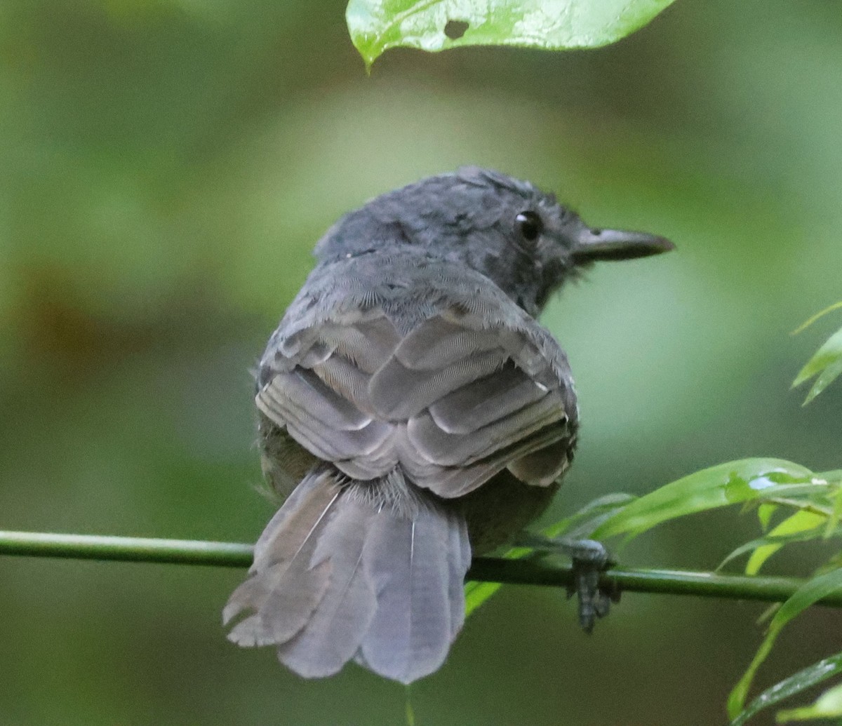 Grisin sombre - ML645266927