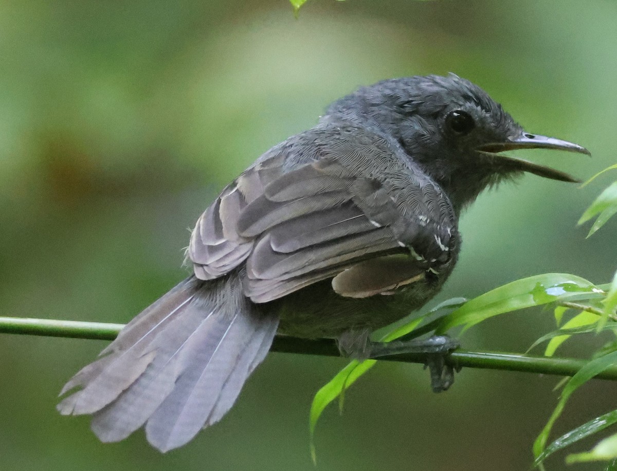 Grisin sombre - ML645266928