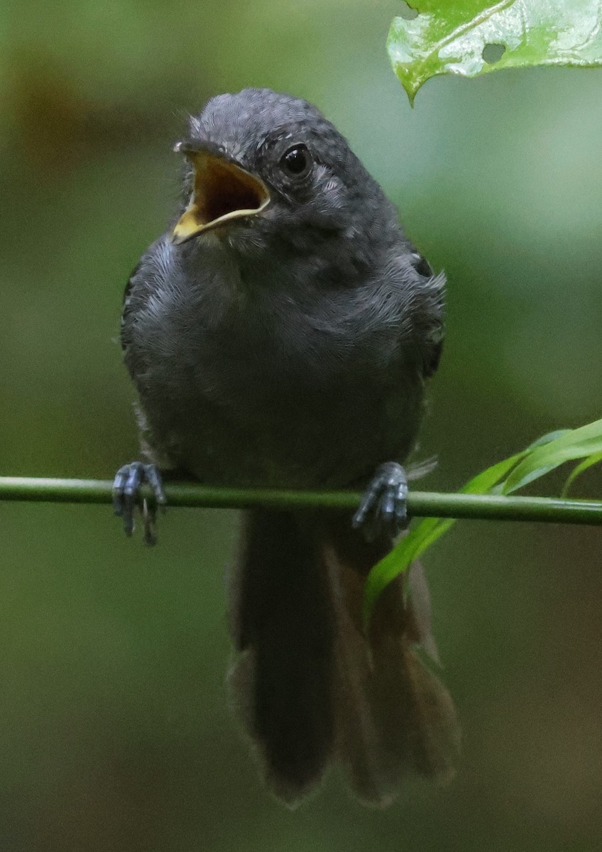 Grisin sombre - ML645266929