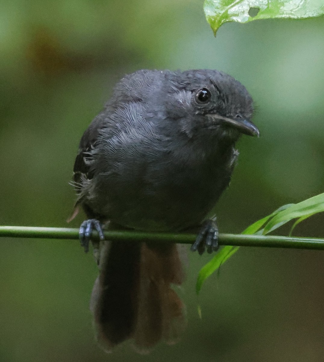 Grisin sombre - ML645266930