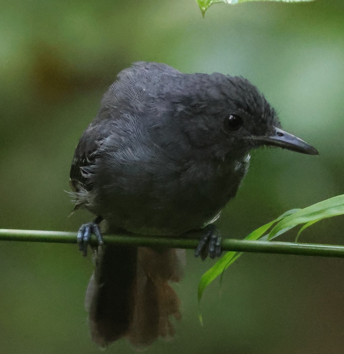 Grisin sombre - ML645266931