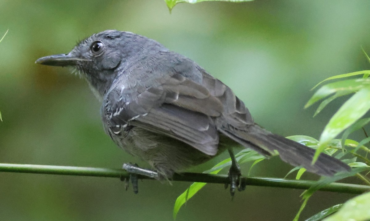 Grisin sombre - ML645266932