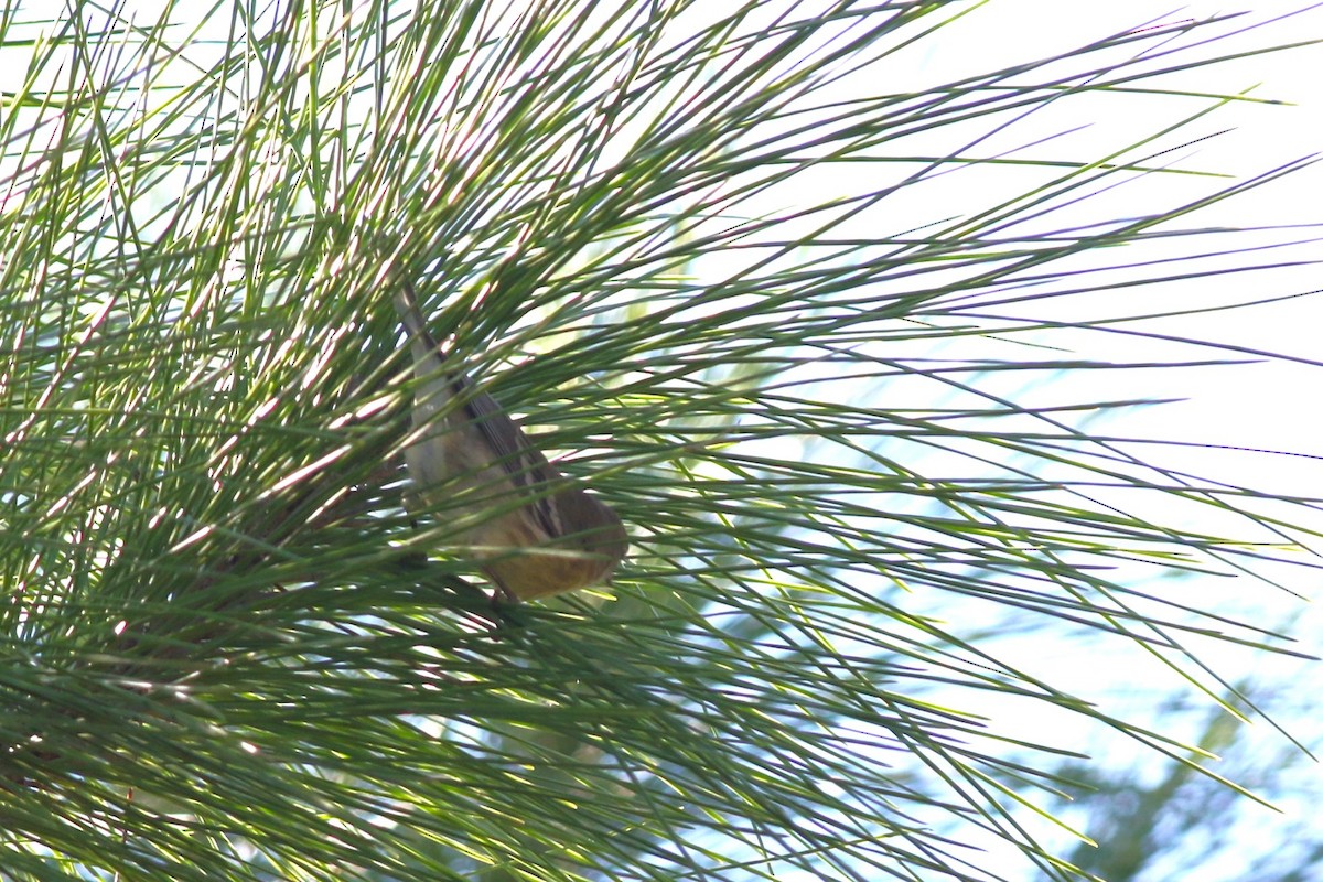 Pine Warbler - ML645266940