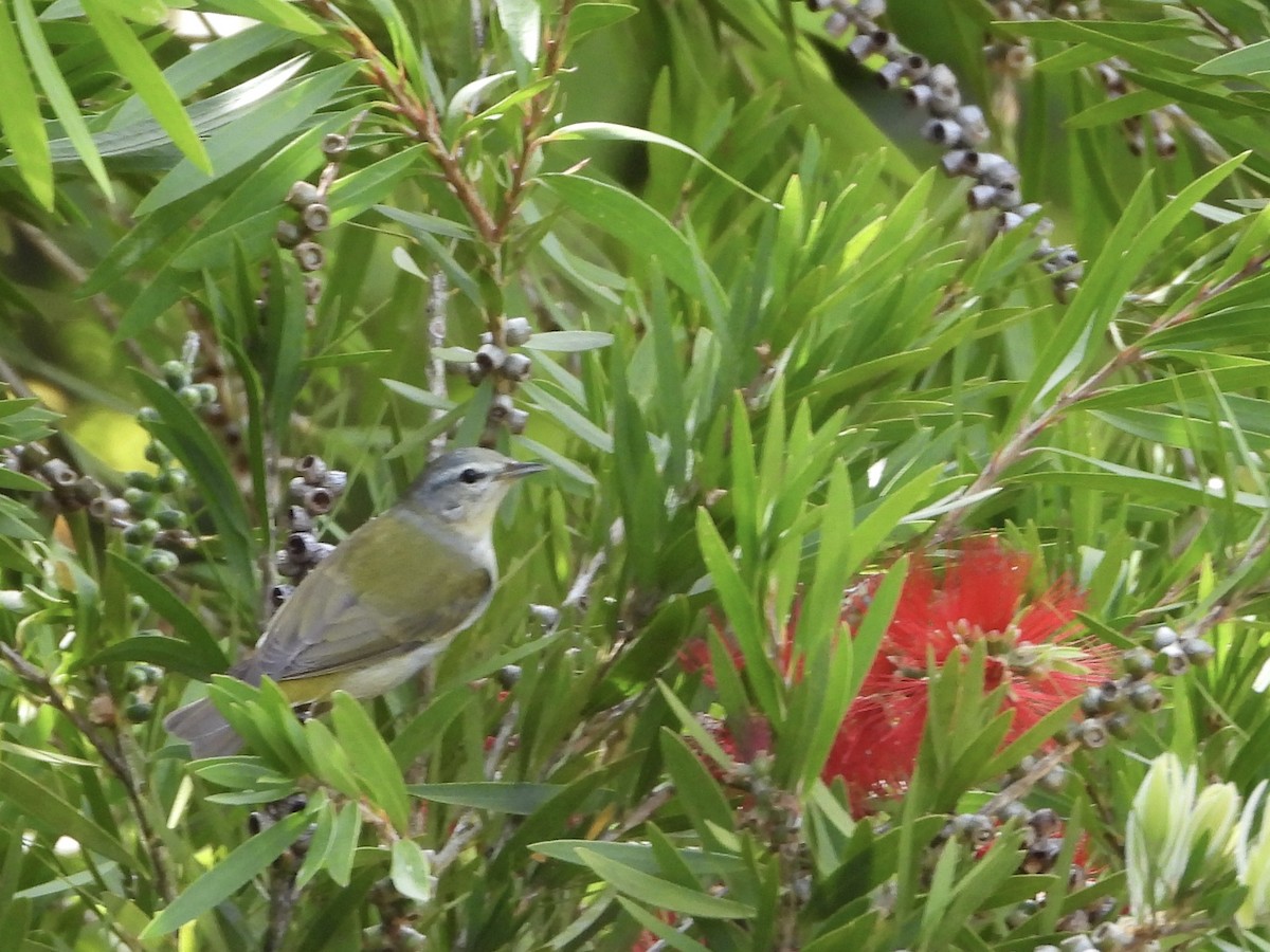 Червоїд світлобровий - ML645266942