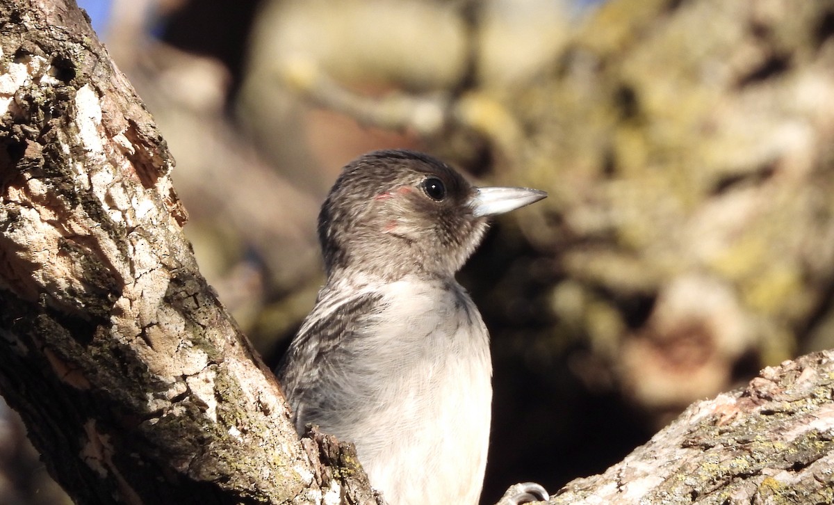 Red-headed Woodpecker - ML645266947