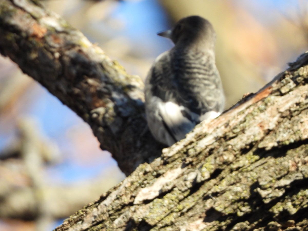 Red-headed Woodpecker - ML645266948