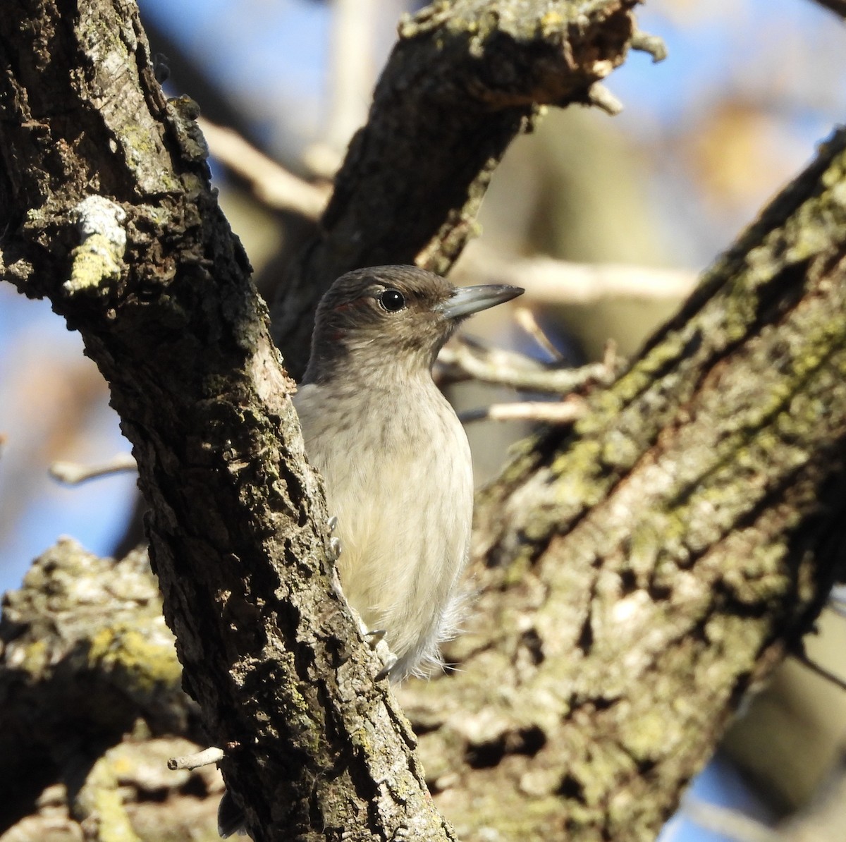 Red-headed Woodpecker - ML645266949