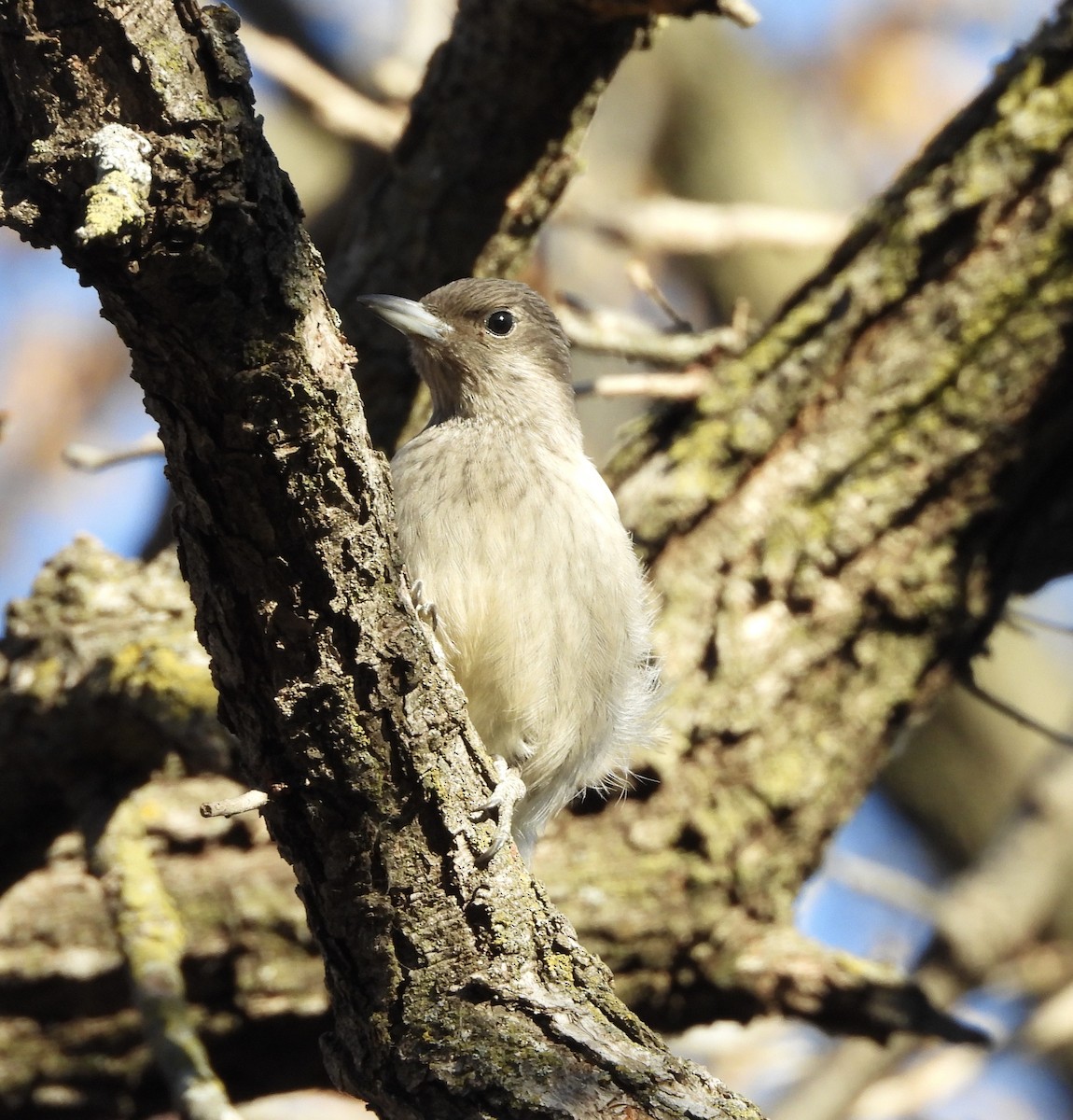 Red-headed Woodpecker - ML645266950