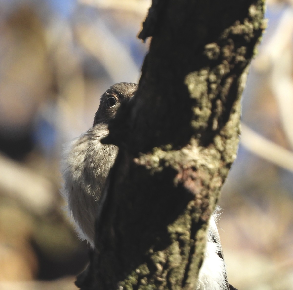 Red-headed Woodpecker - ML645266951
