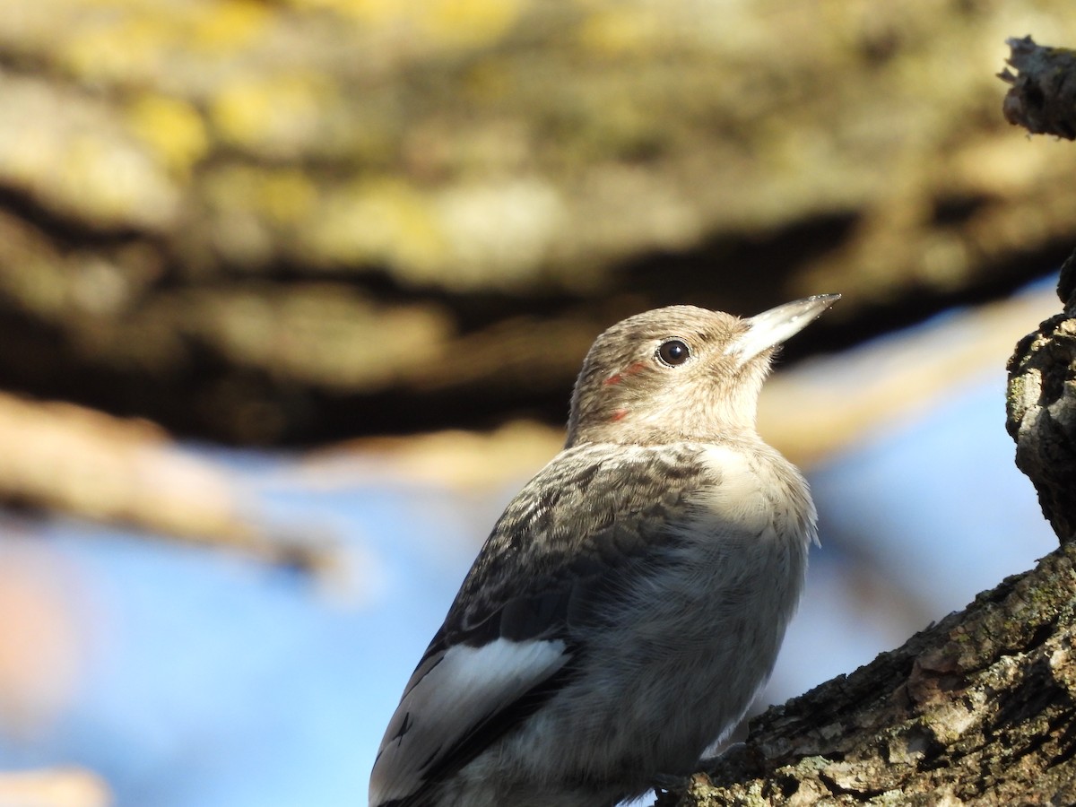 Red-headed Woodpecker - ML645266952