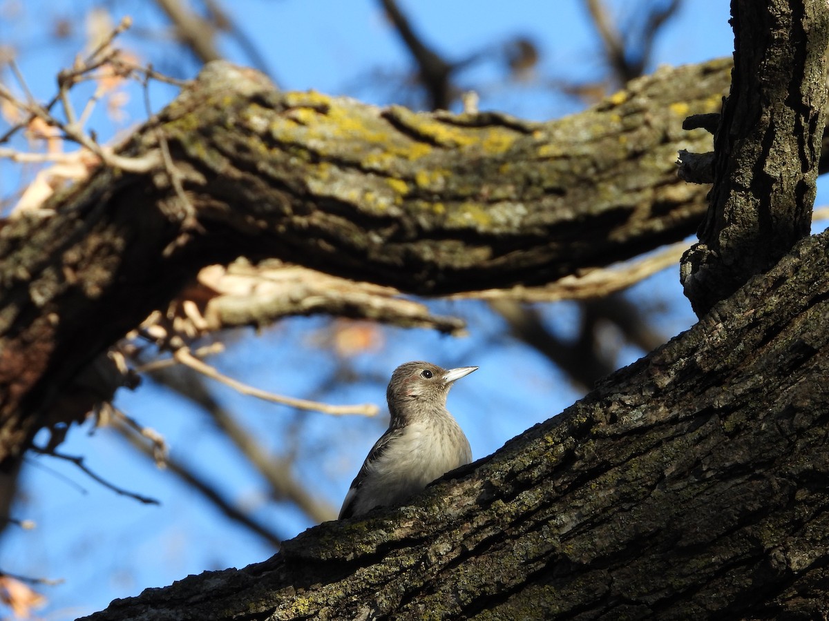 Red-headed Woodpecker - ML645266953