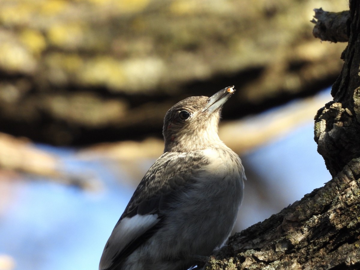 Red-headed Woodpecker - ML645266954