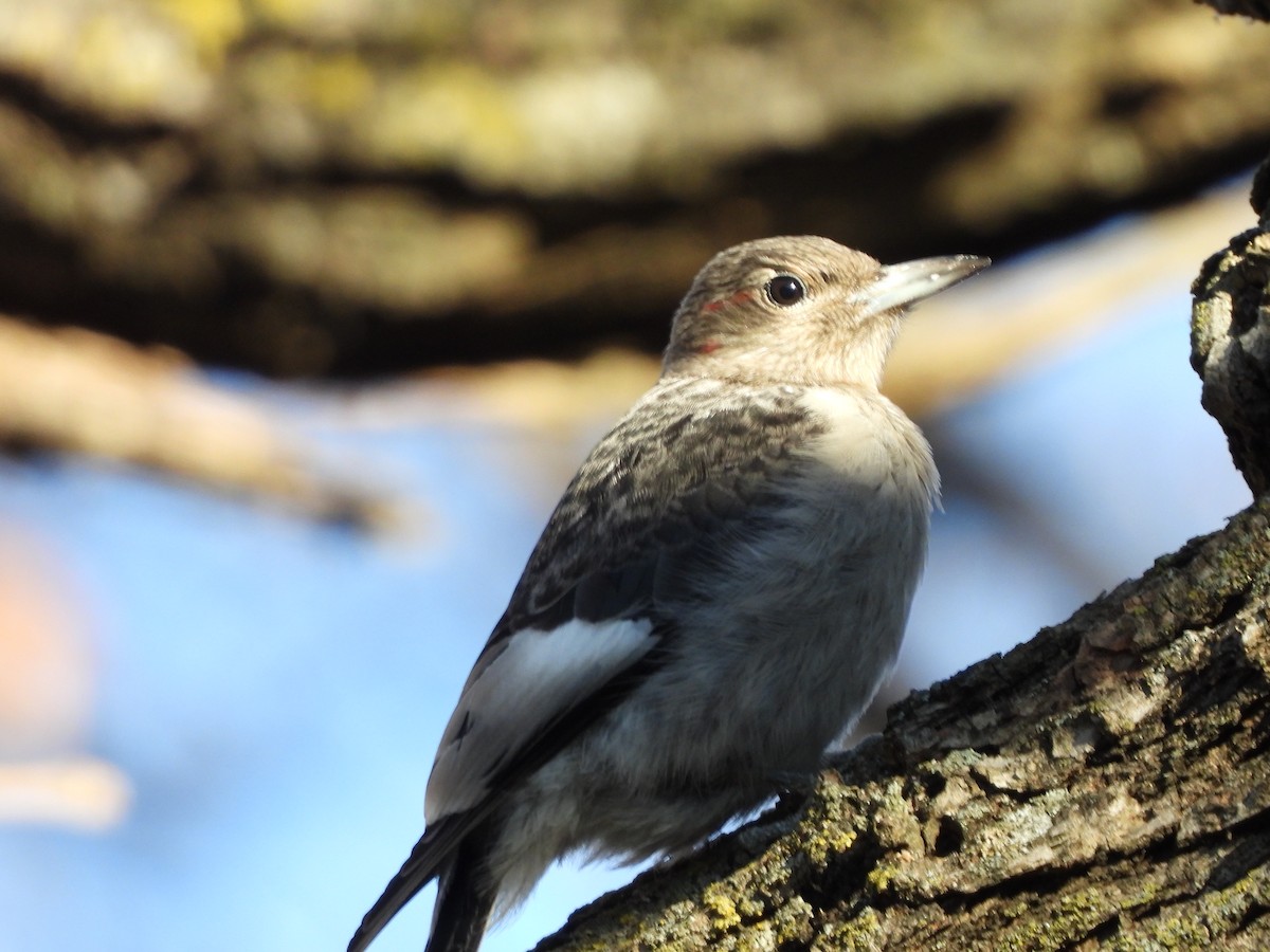 Red-headed Woodpecker - ML645266955