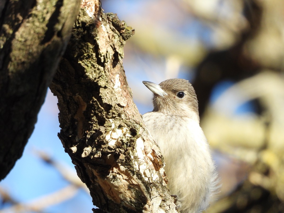 Red-headed Woodpecker - ML645266956
