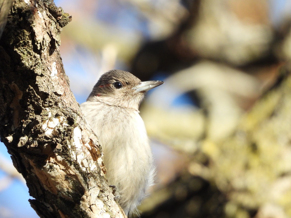 Red-headed Woodpecker - ML645266957