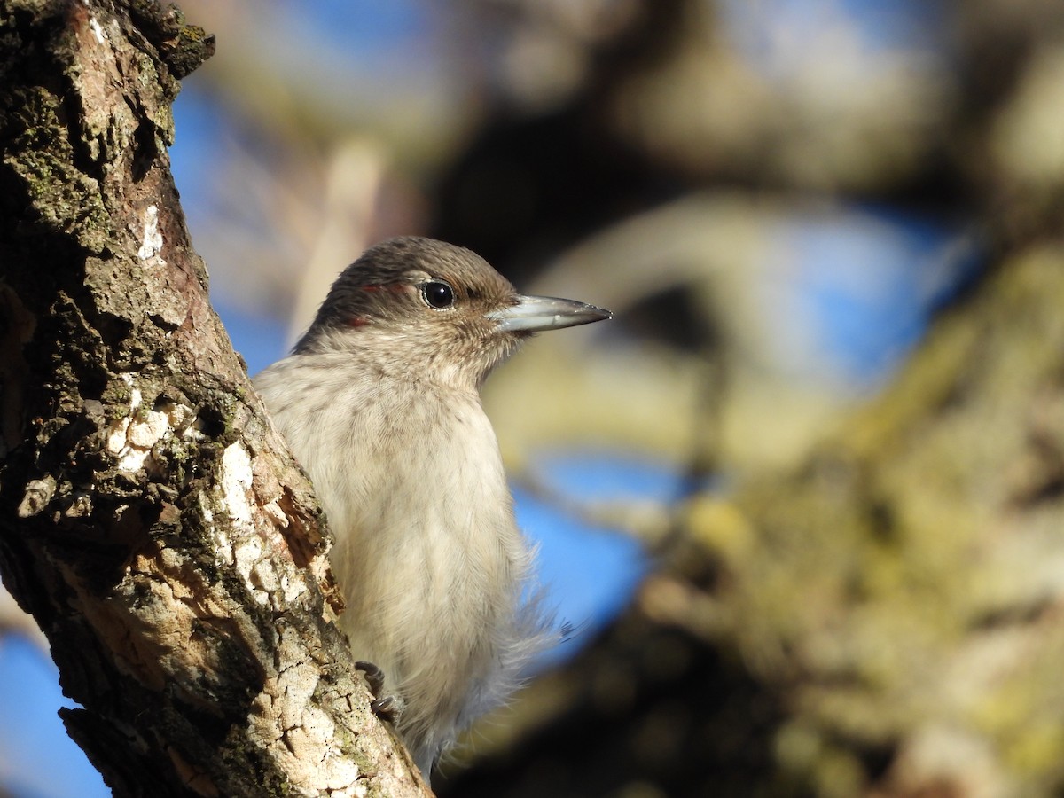 Red-headed Woodpecker - ML645266958