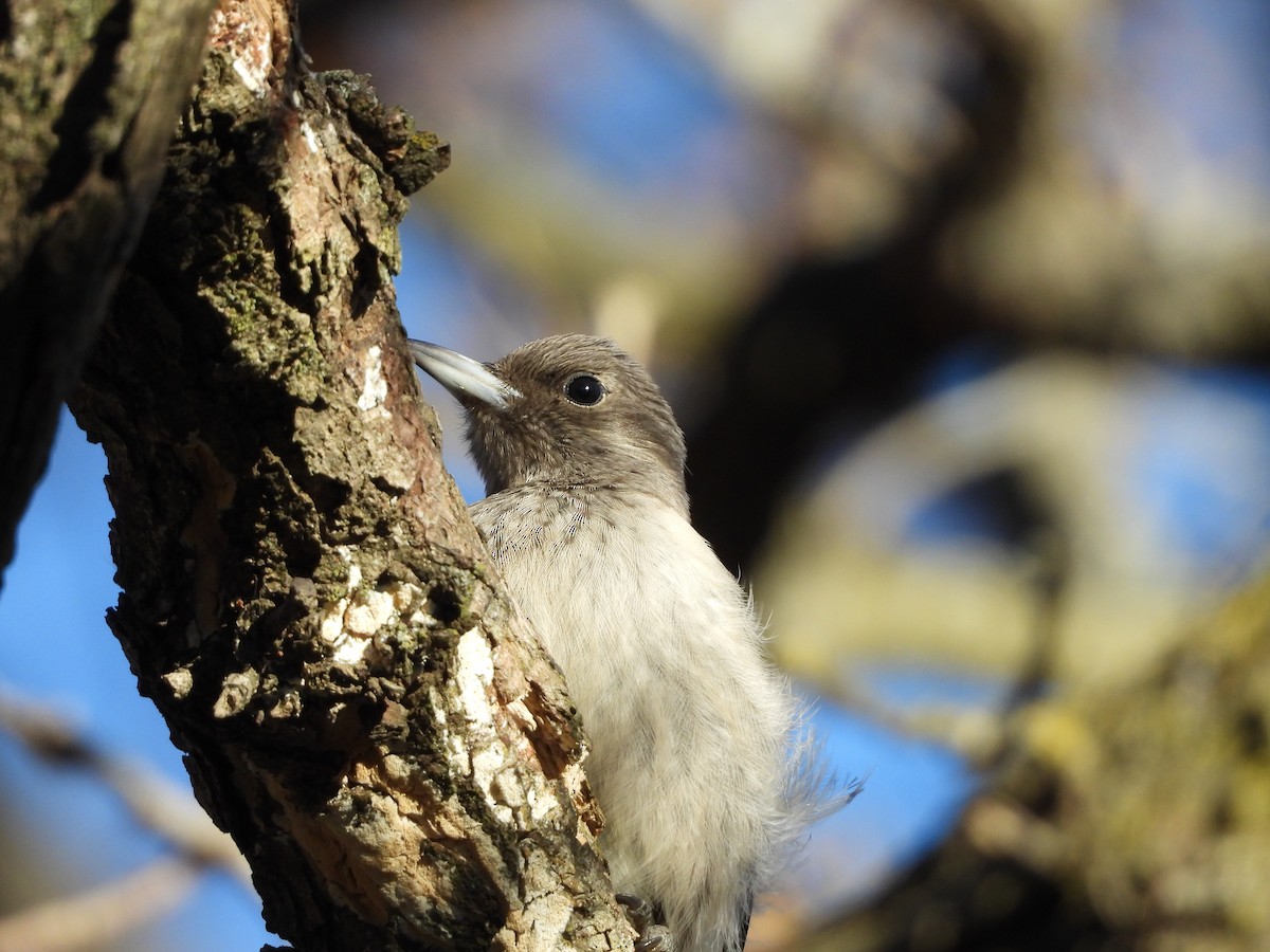Red-headed Woodpecker - ML645266959