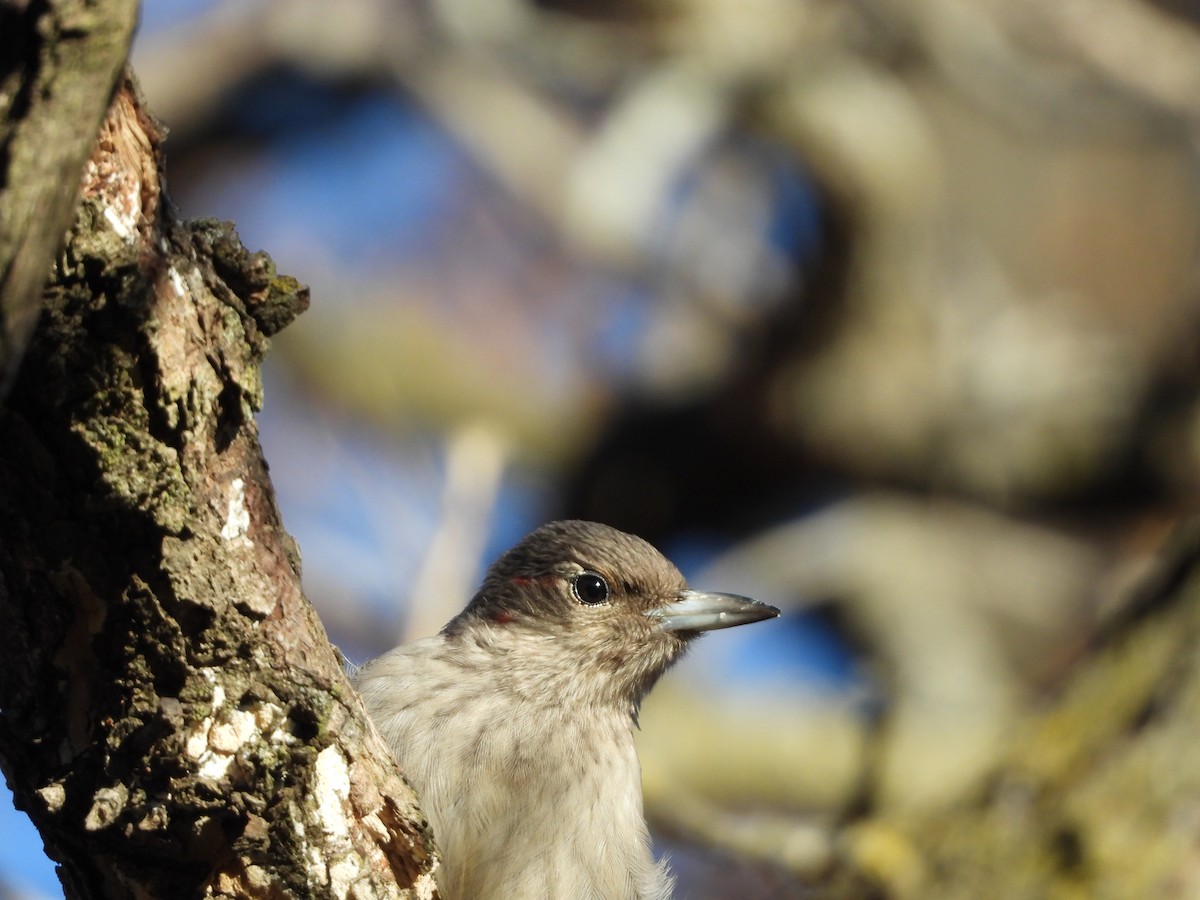 Red-headed Woodpecker - ML645266960
