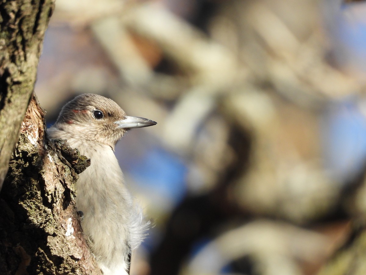 Red-headed Woodpecker - ML645266961