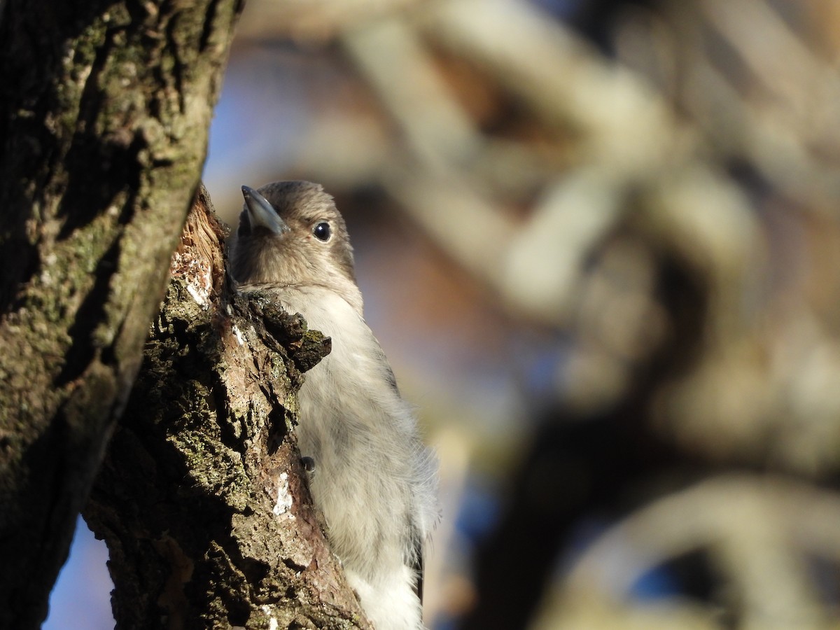 Red-headed Woodpecker - ML645266962