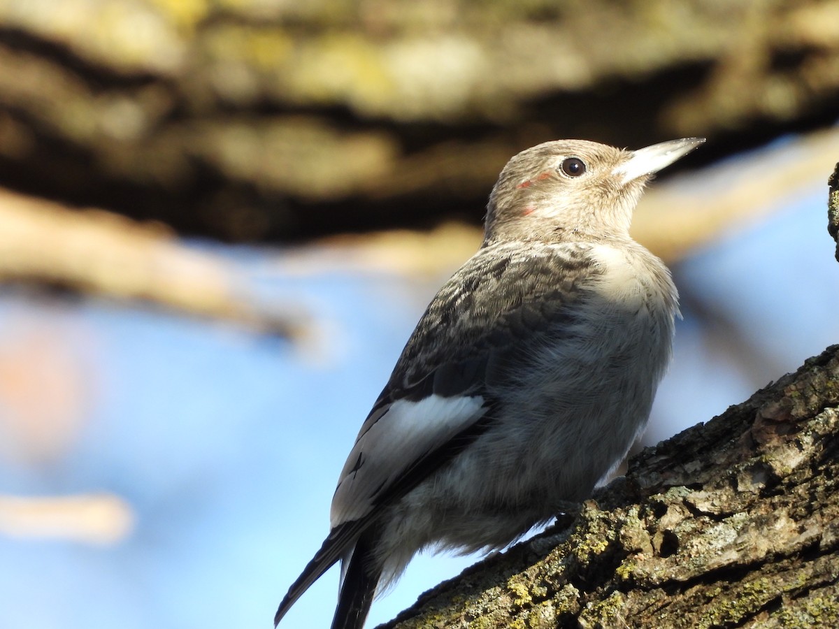 Red-headed Woodpecker - ML645266963