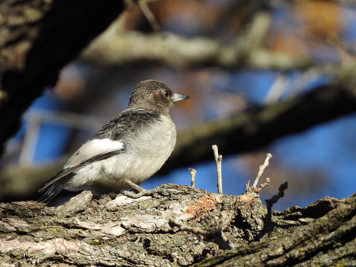 Red-headed Woodpecker - ML645266969