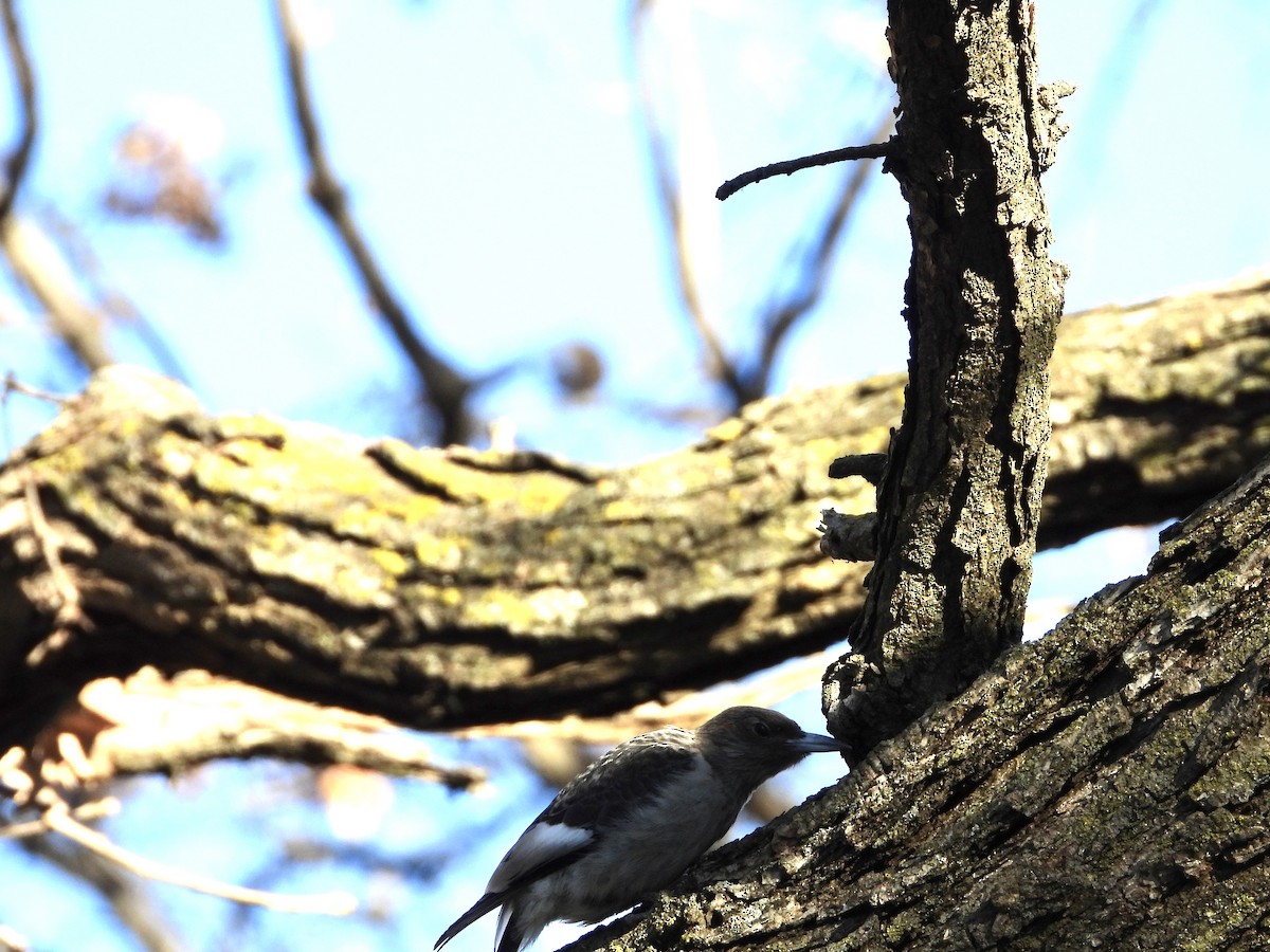 Red-headed Woodpecker - ML645266970