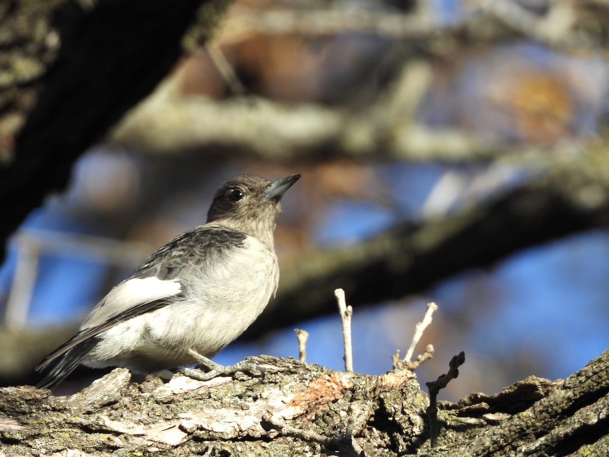 Red-headed Woodpecker - ML645266971