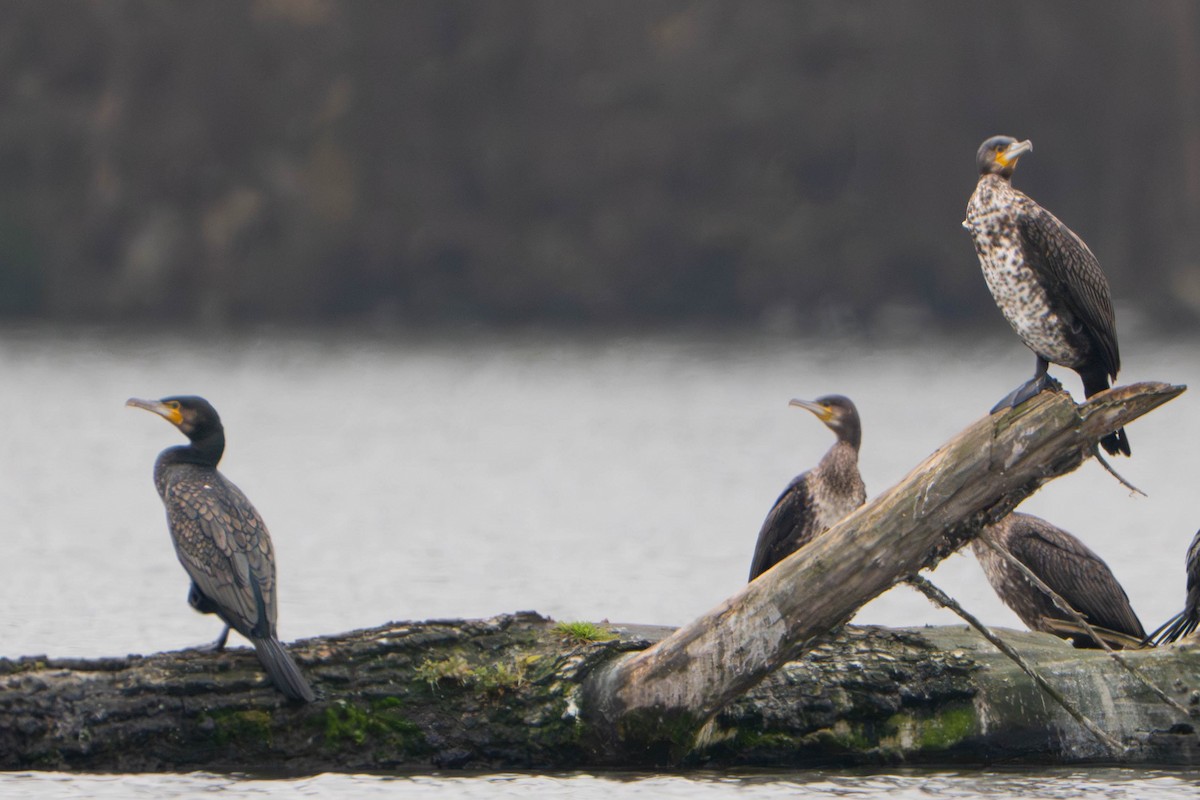 kormorán velký - ML645266974