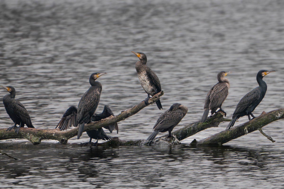 kormorán velký - ML645266975