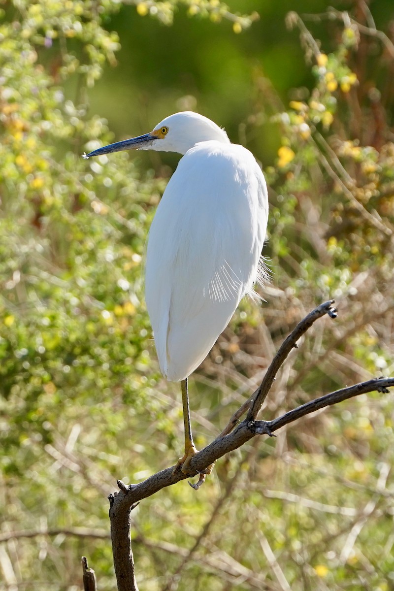 Snowy Egret - ML645266976