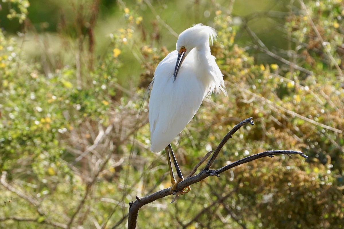 Snowy Egret - ML645266978