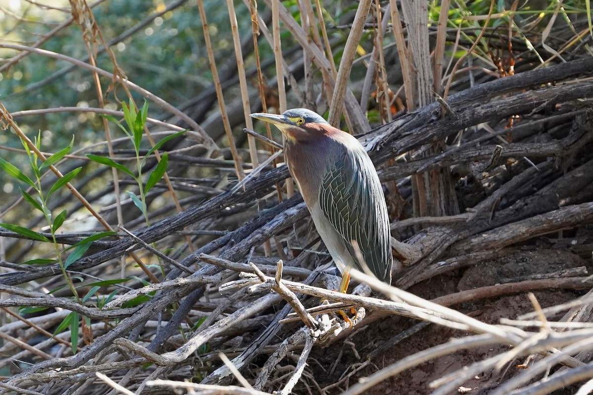 Green Heron - ML645266996