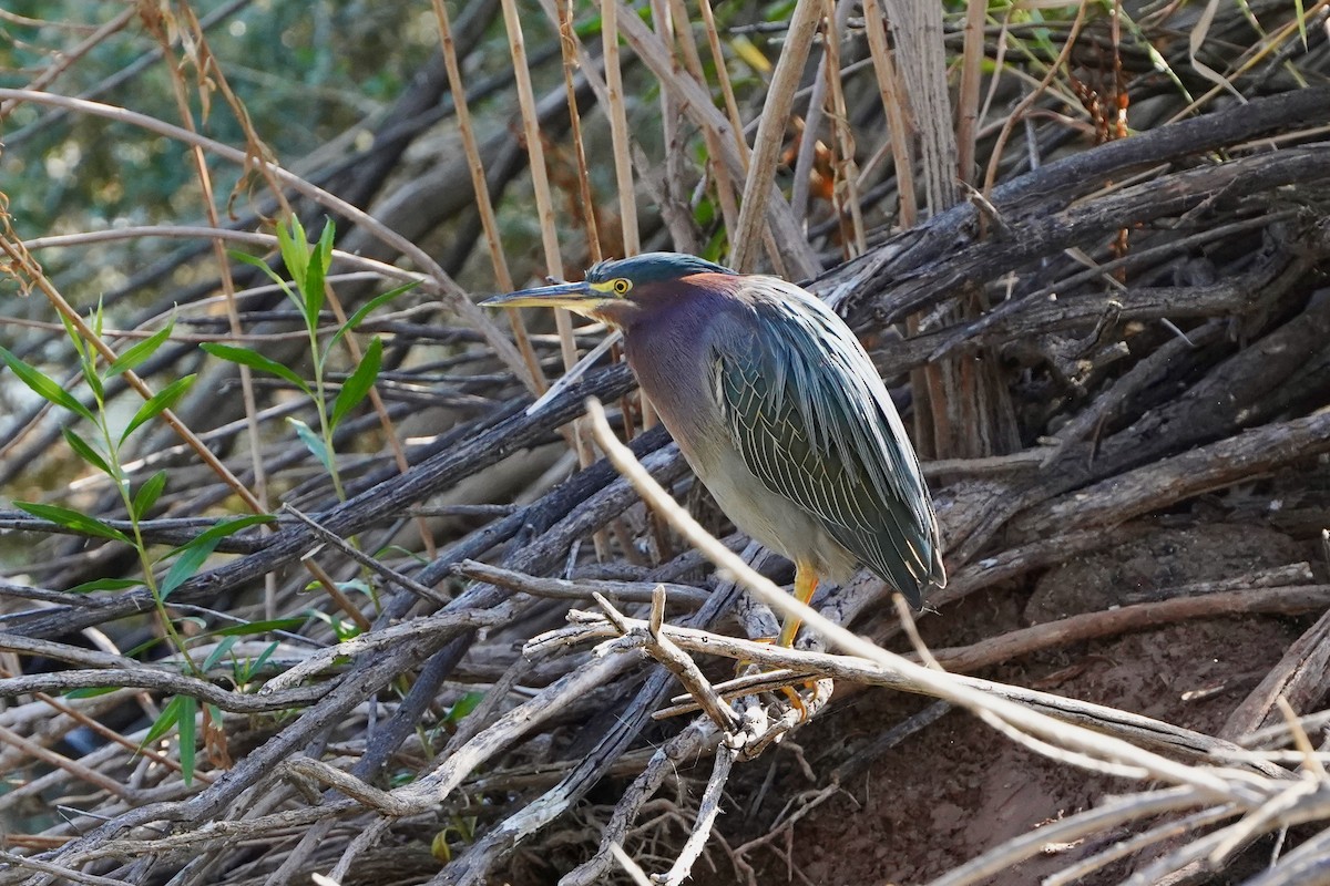Green Heron - ML645266997