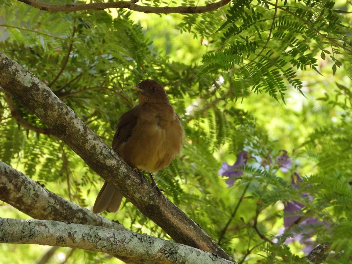 Merle fauve - ML645266998