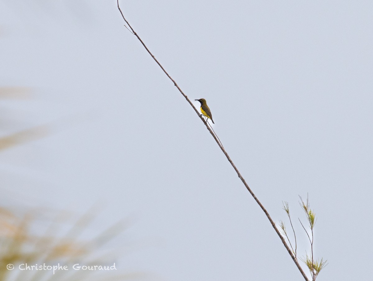 Sahul Sunbird - ML645267007