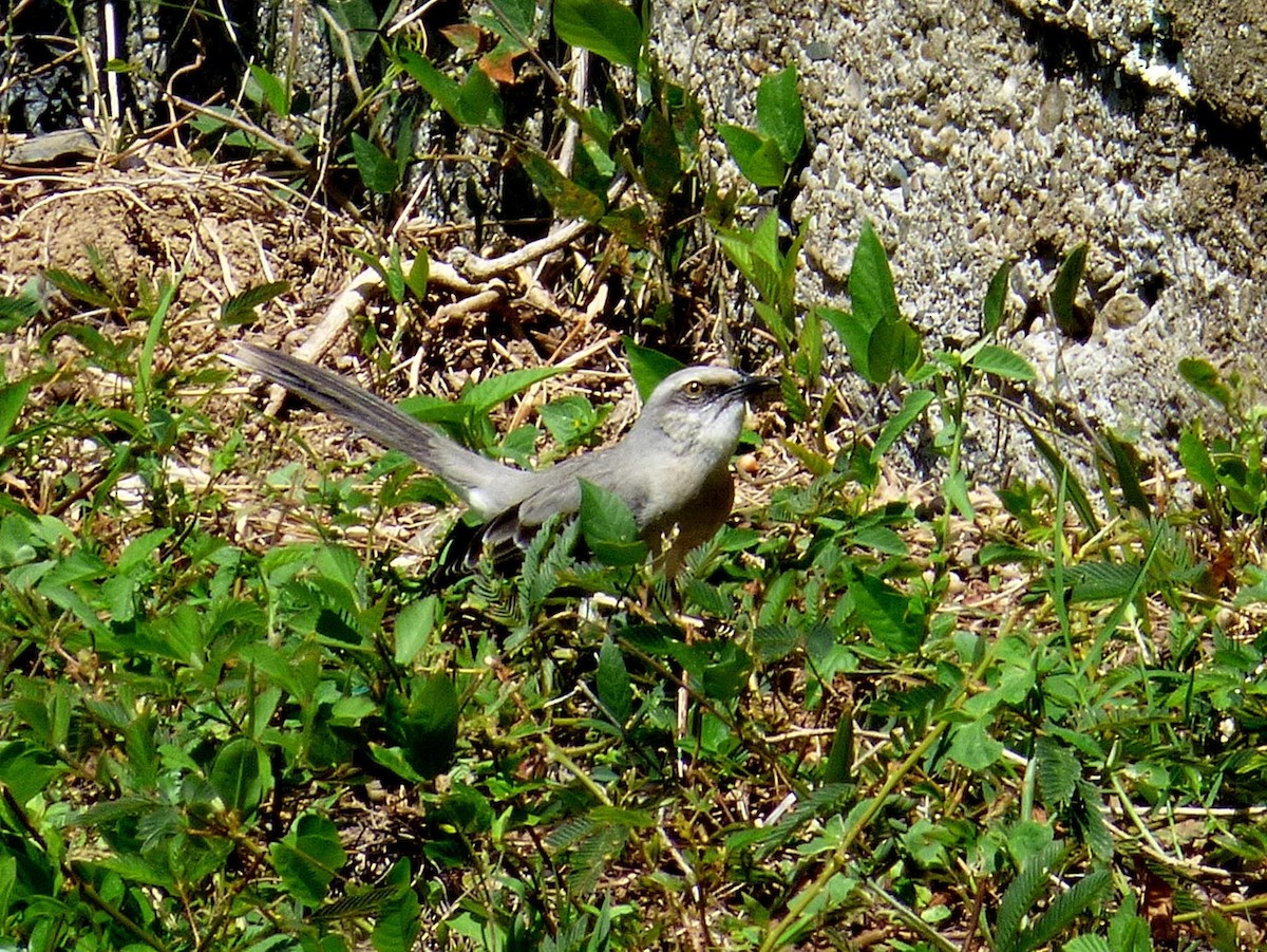 Tropikal Taklitçi - ML645267009